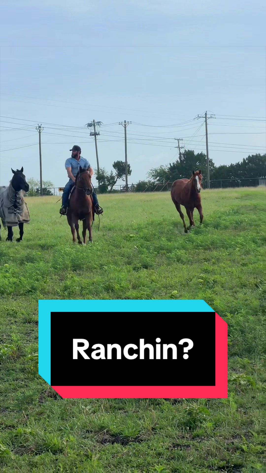 @WS Horses