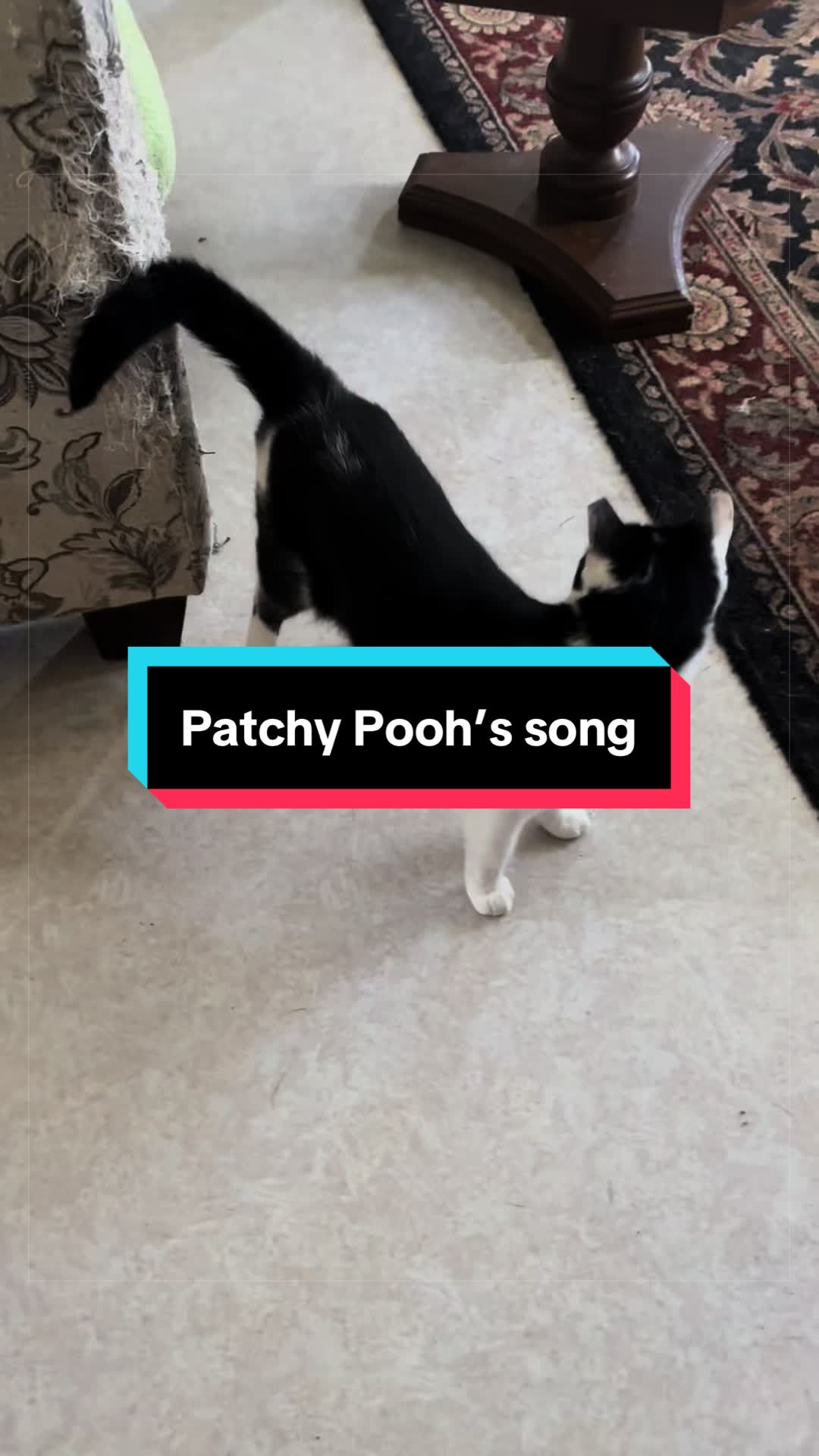 @catlover313official