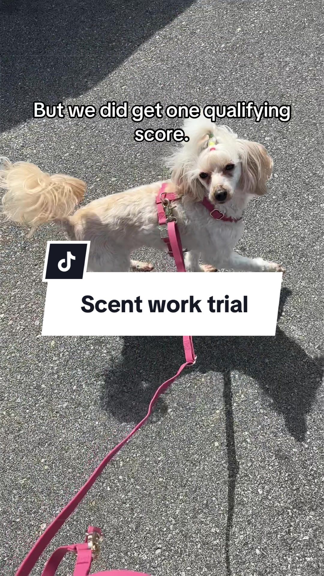 @Maddie, Jovie & Nessie🤍🤎🐩