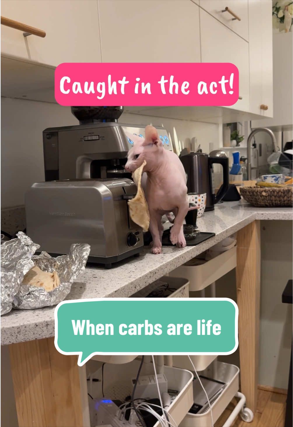 @Boba&rsquo;s Buds Minskin Cats