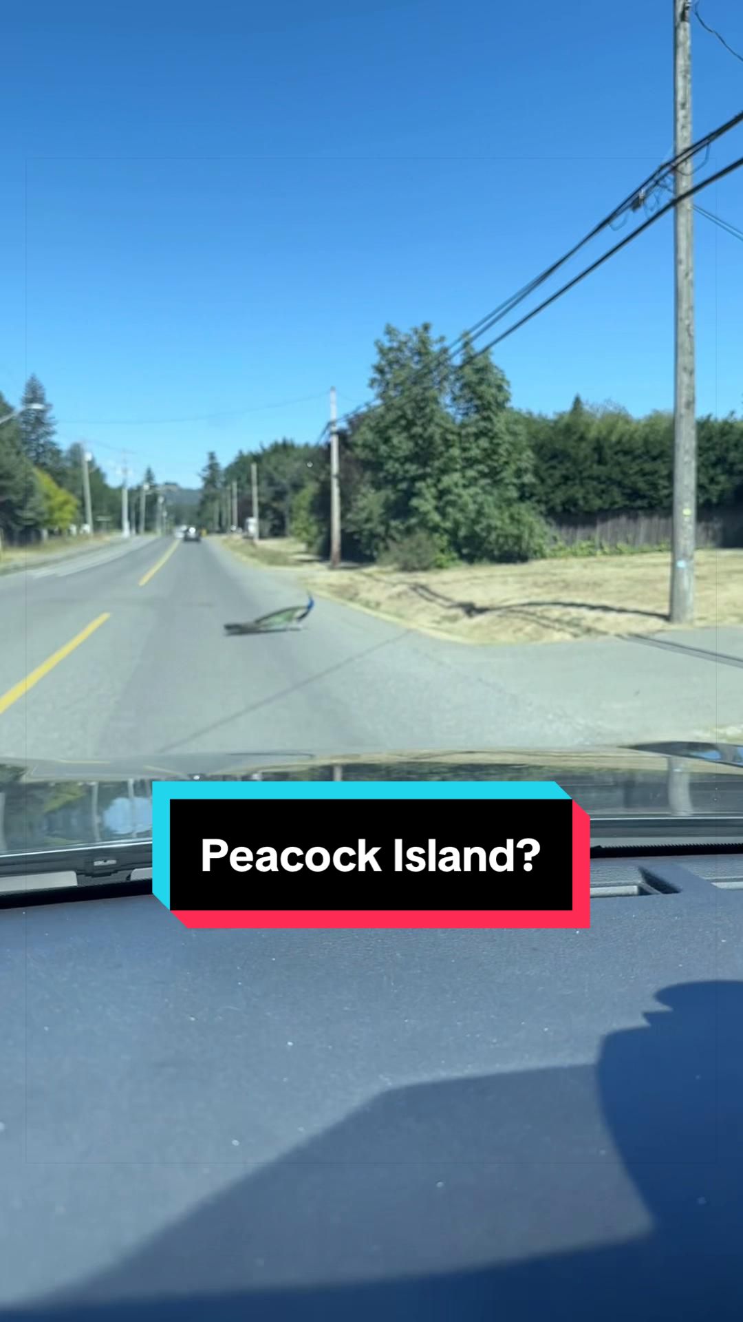 @AlanaVanIsle🇨🇦