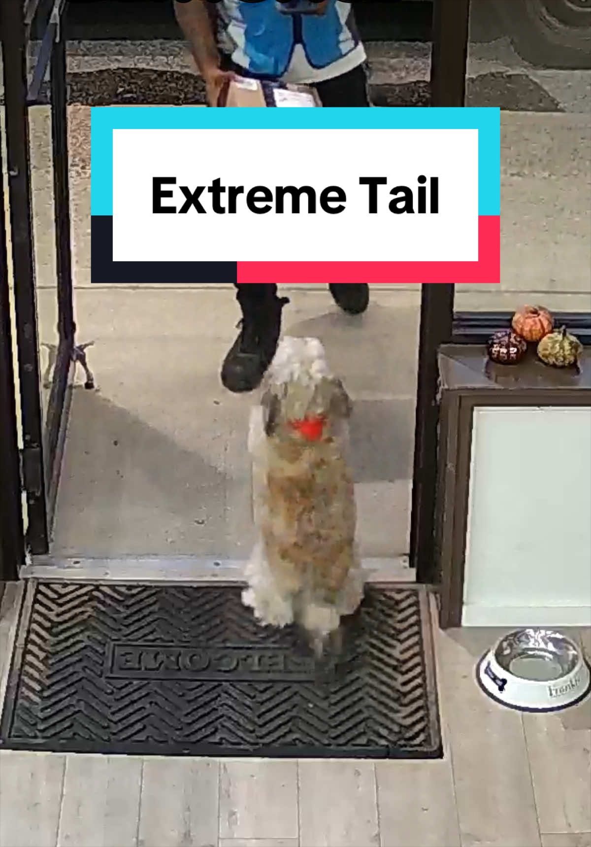 @Brownie #1 Store Dog Greeter
