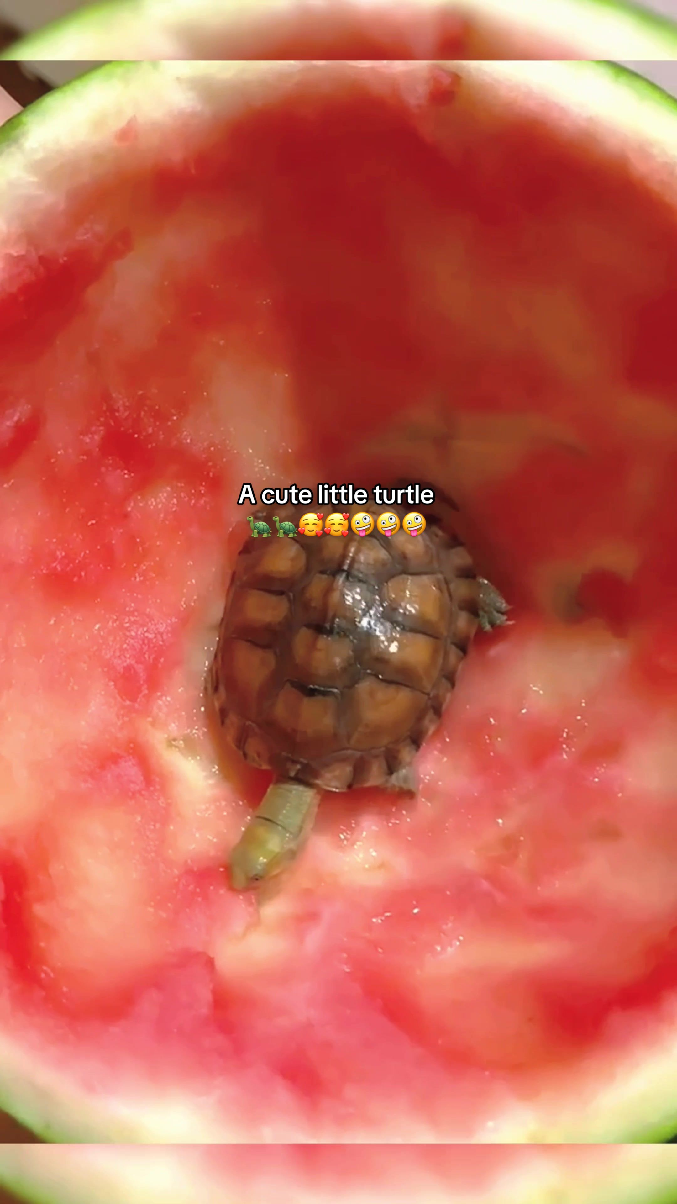 @Mr. Turtle