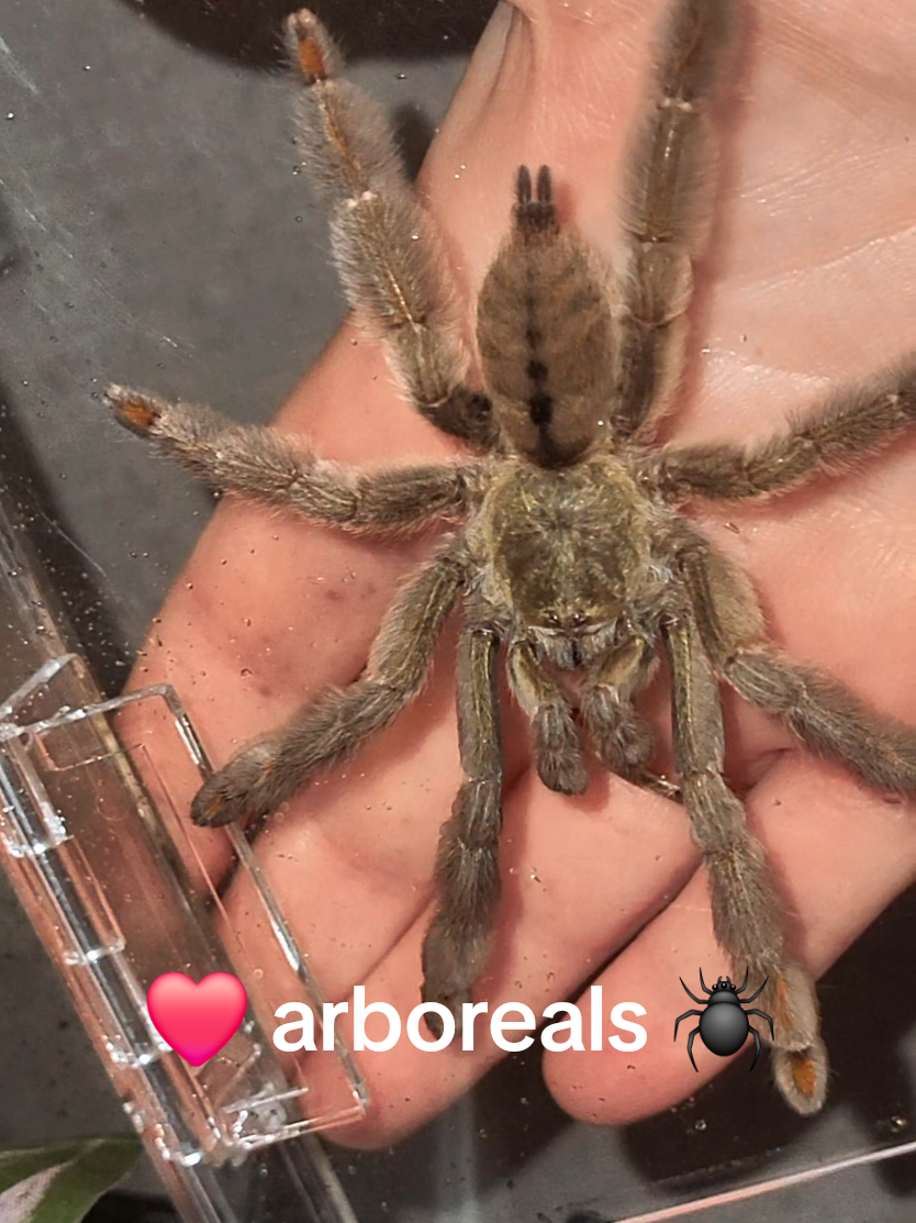 @Ambasspooders