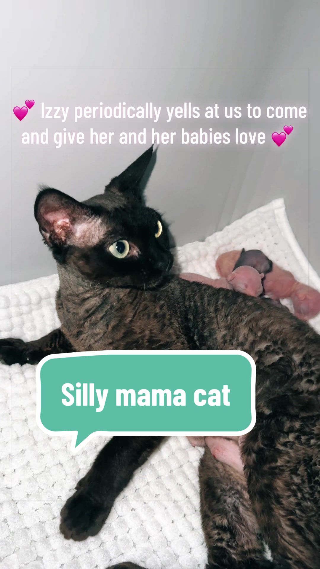 @Boba&rsquo;s Buds Minskin Cats