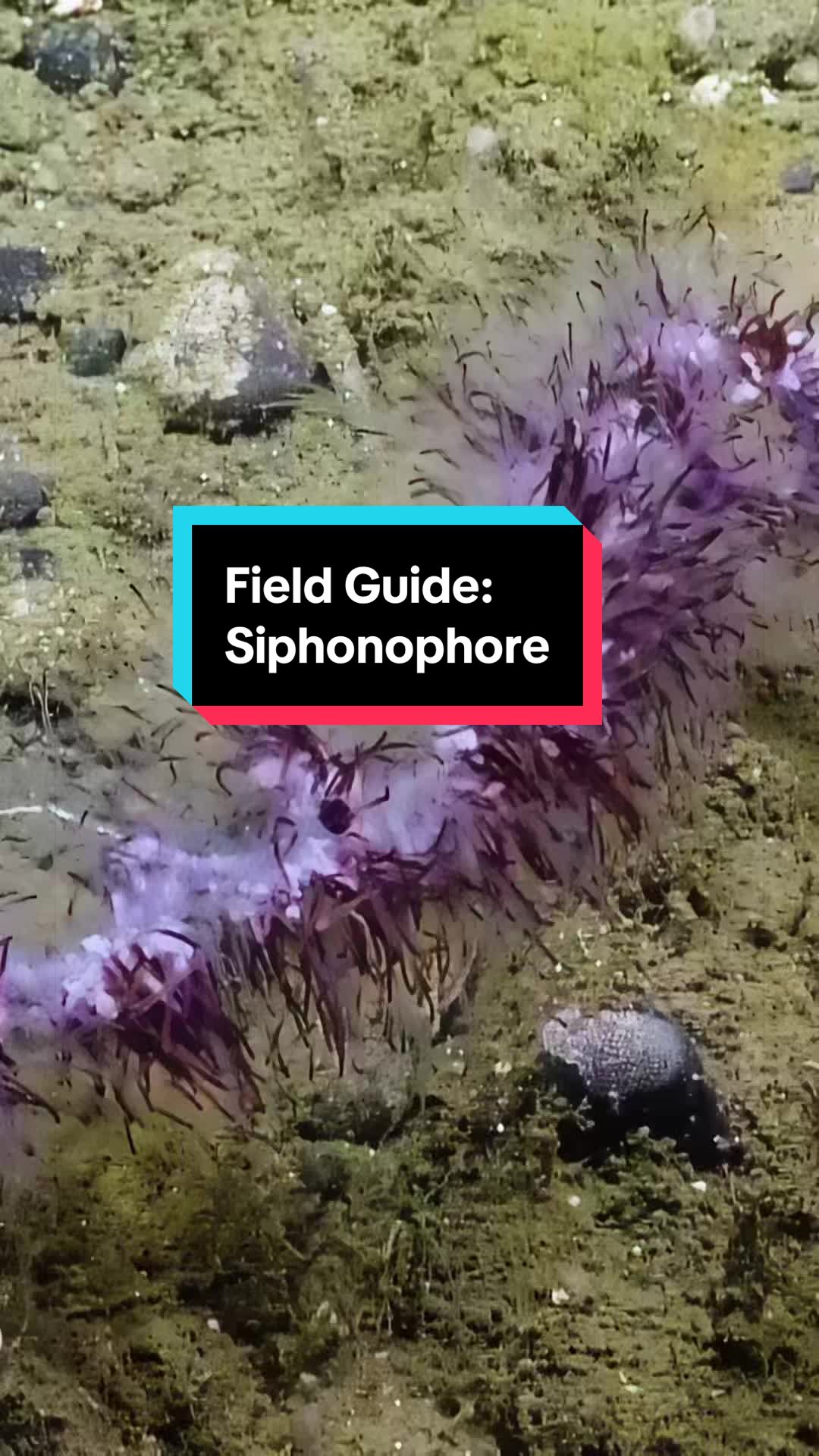 @Ocean Exploration Trust