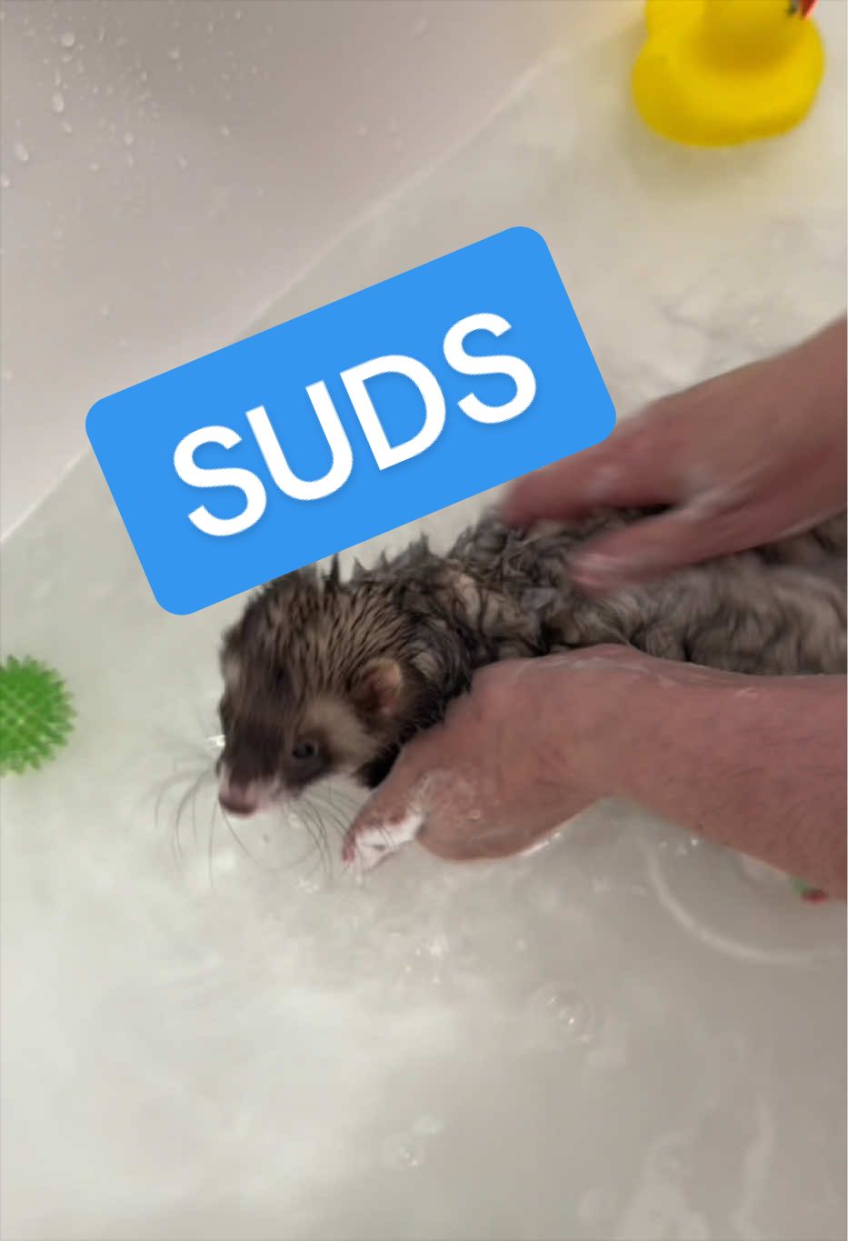 @Veritologic