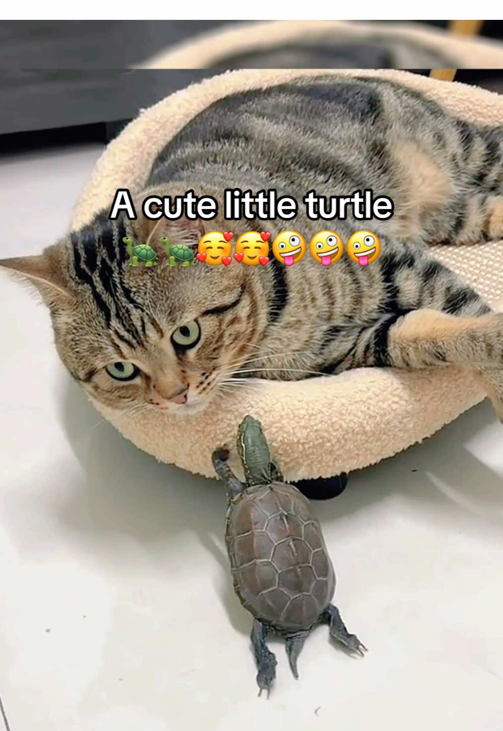@Mr. Turtle