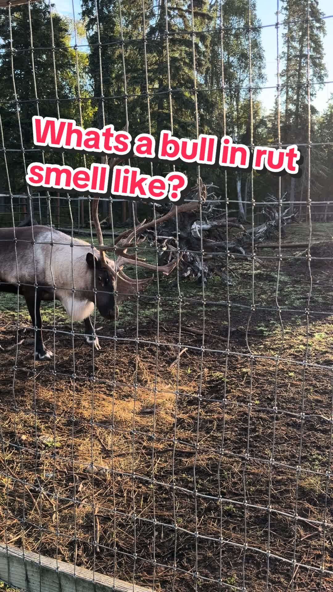 @ShyReindeerGirl