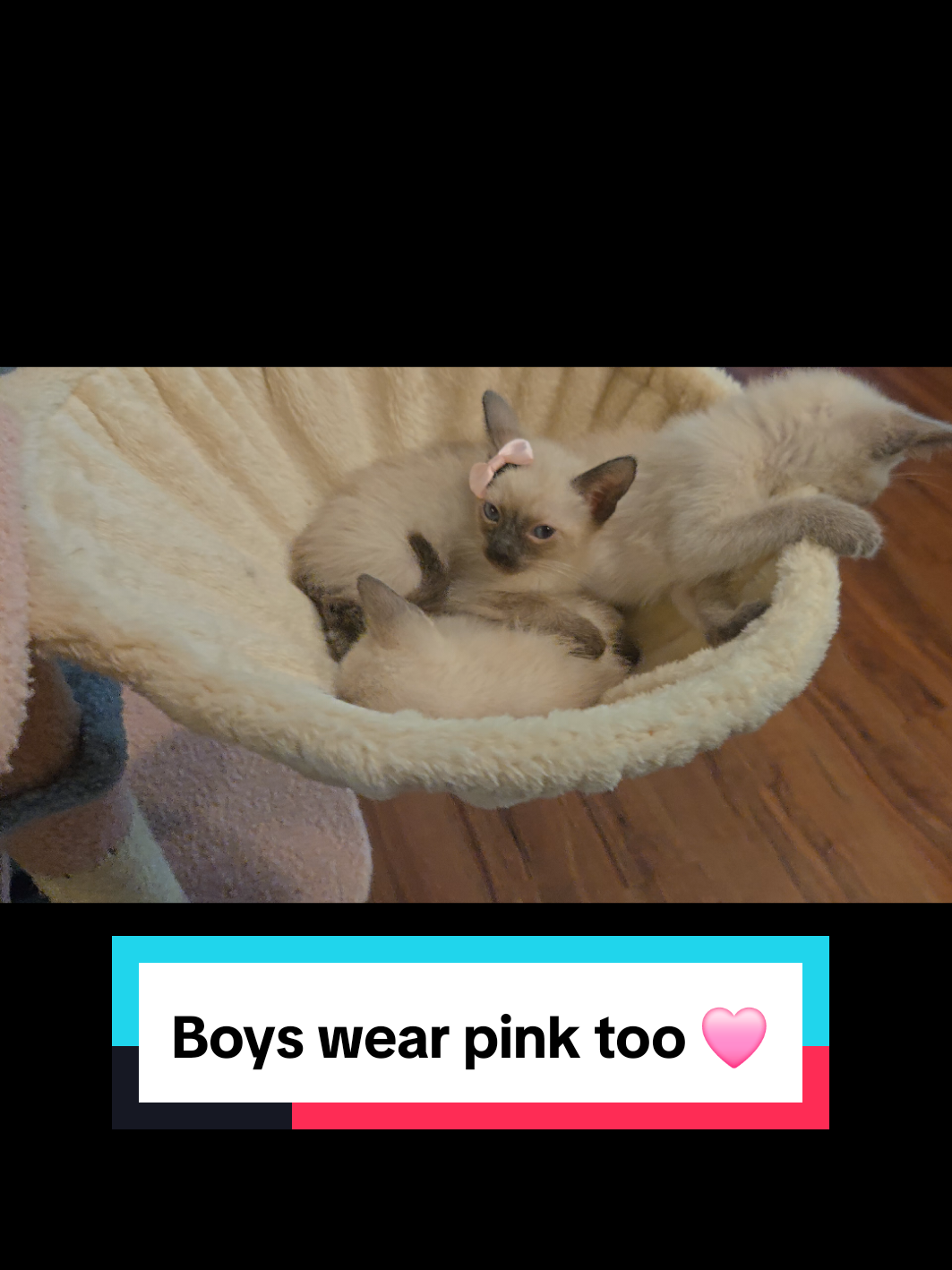@Brittany's Beauties Kittens