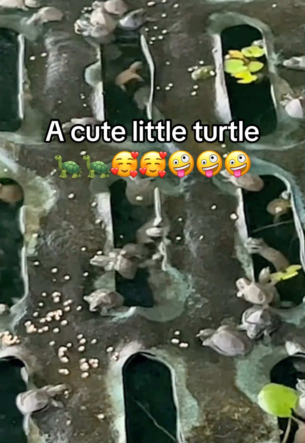 @Mr. Turtle