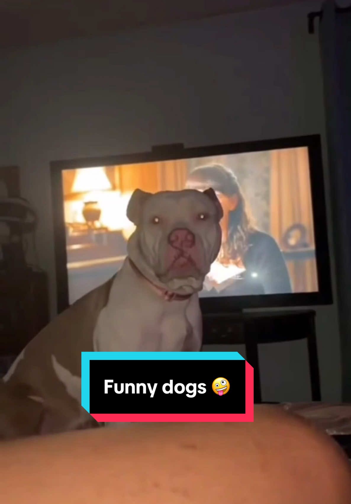 @Funny bunny
