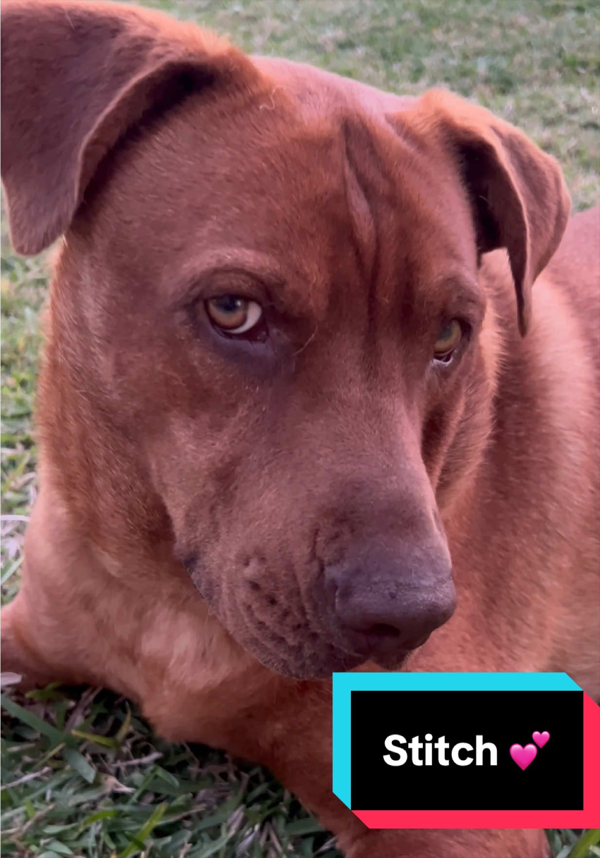 @Joyful Pets