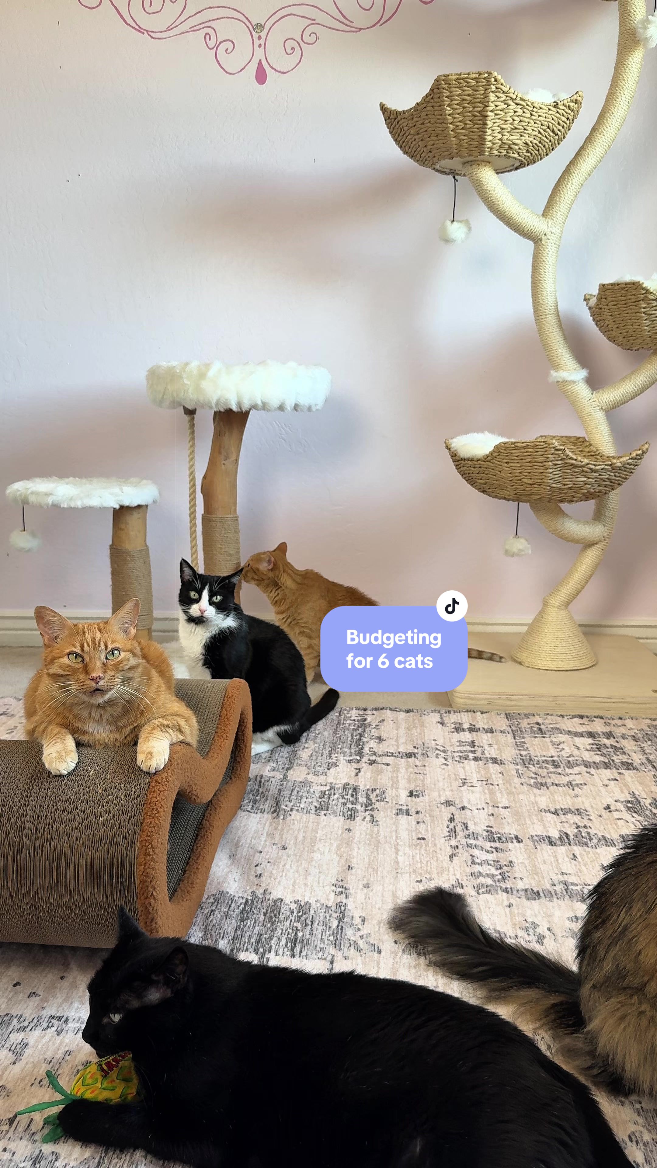 @Feminist Kitty | Cat Nutrition