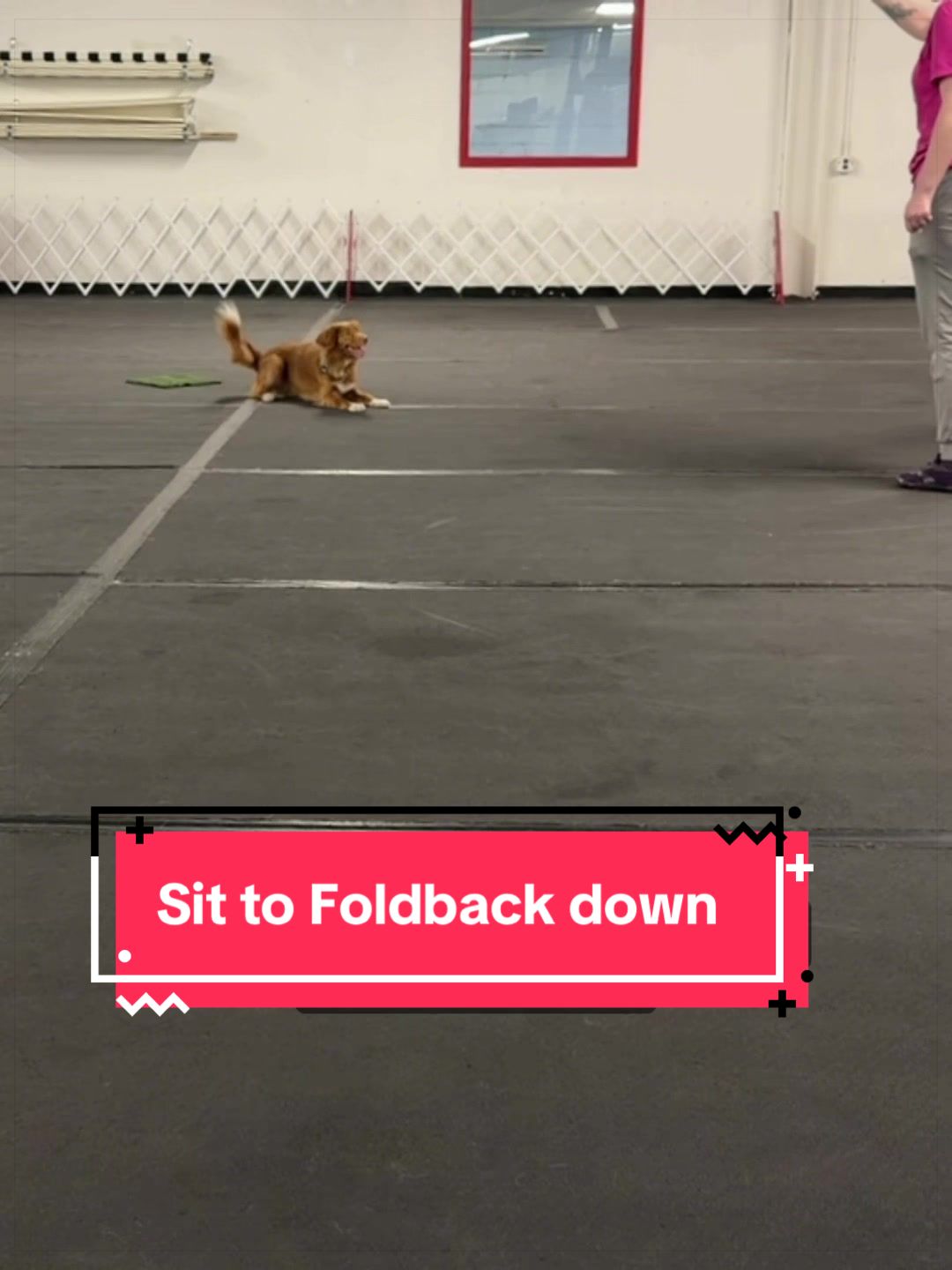 @Laura Waudby - Dog Sports