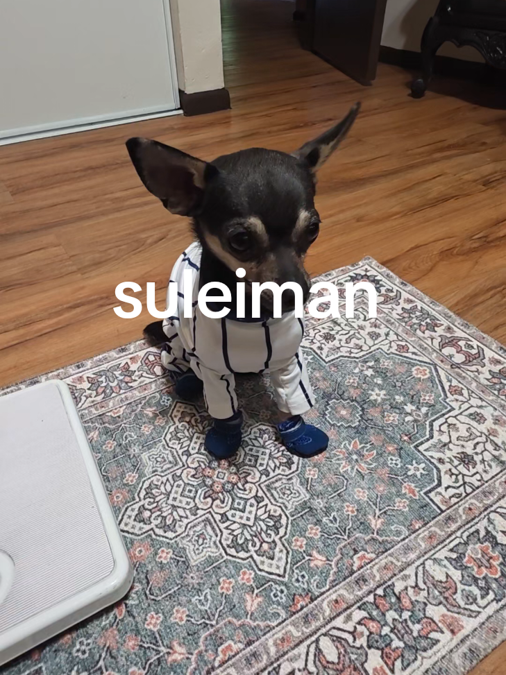 @suleiman 🐕