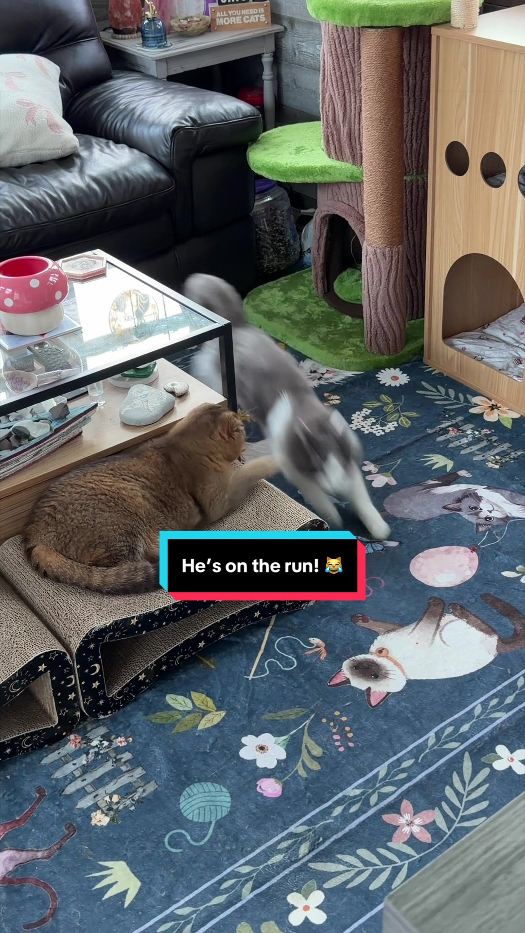@Ambrosepets