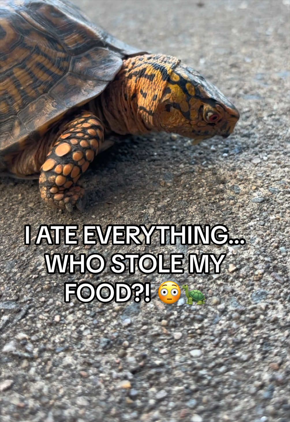 @Eastern Box Turtle
