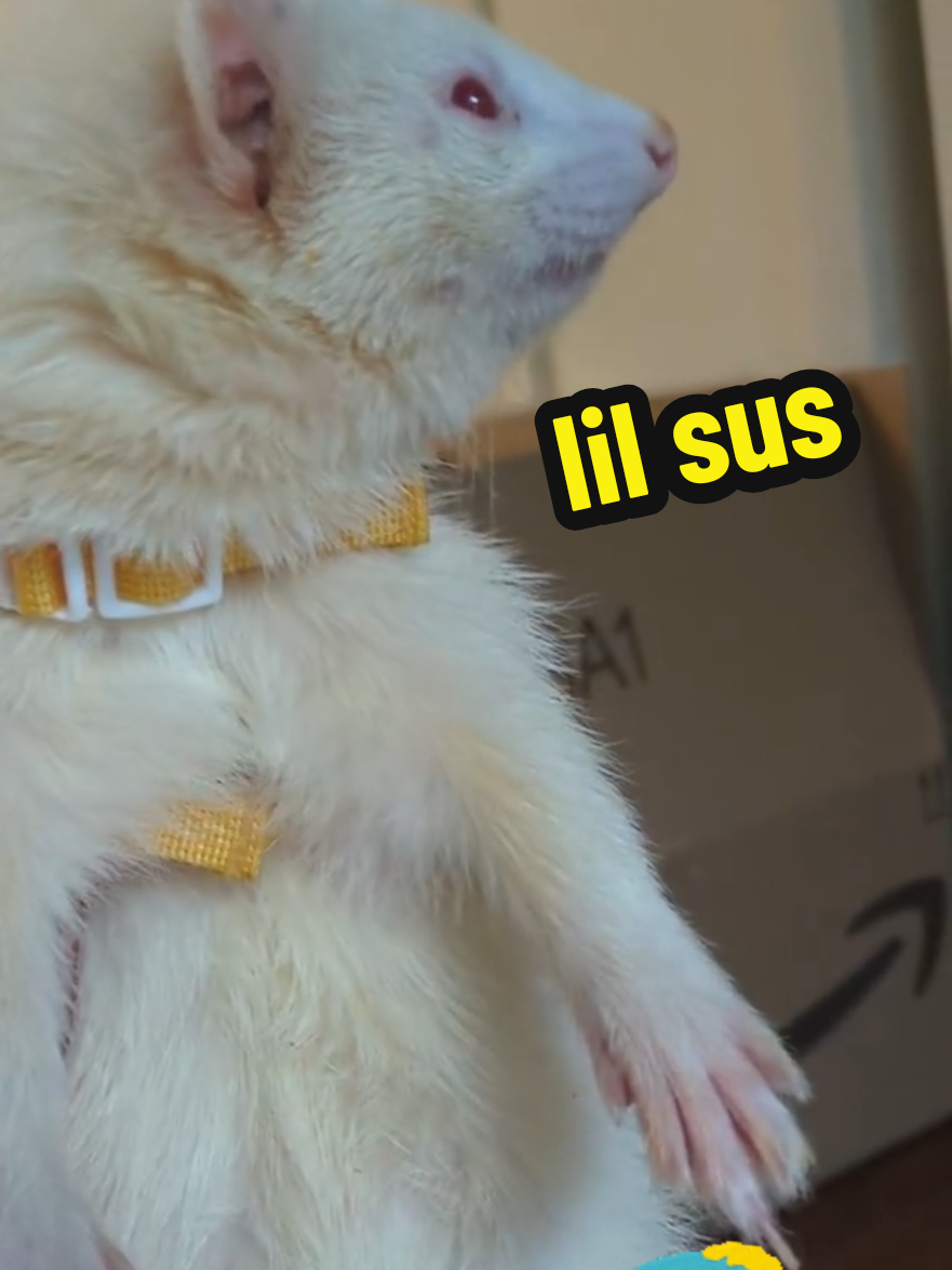 @Chaos Critters