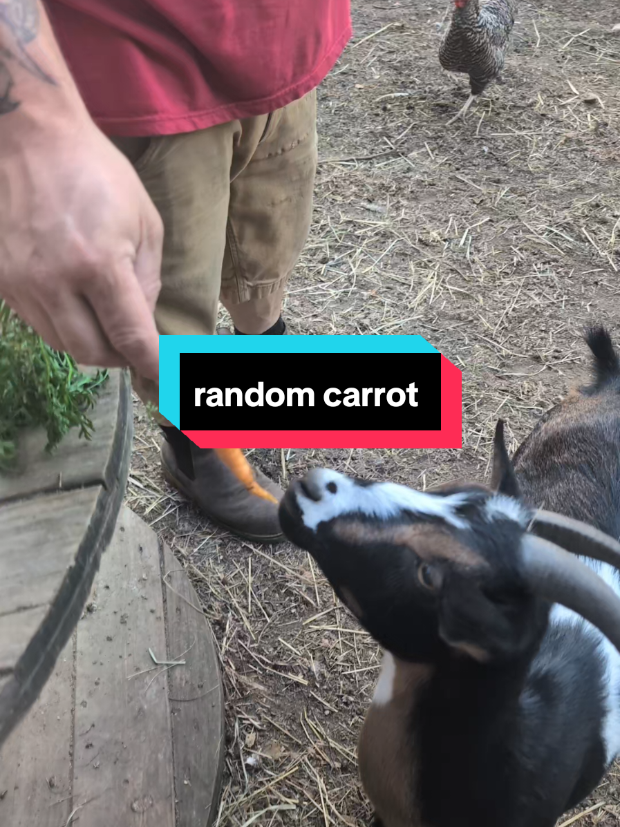 @Chickens & Bullies