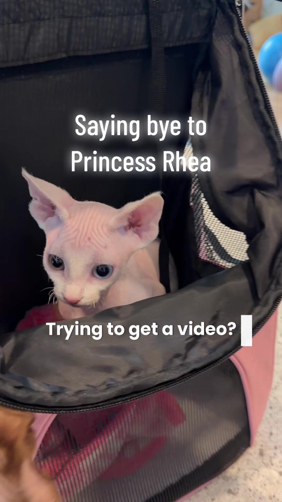 @Boba’s Buds Minskin Cats