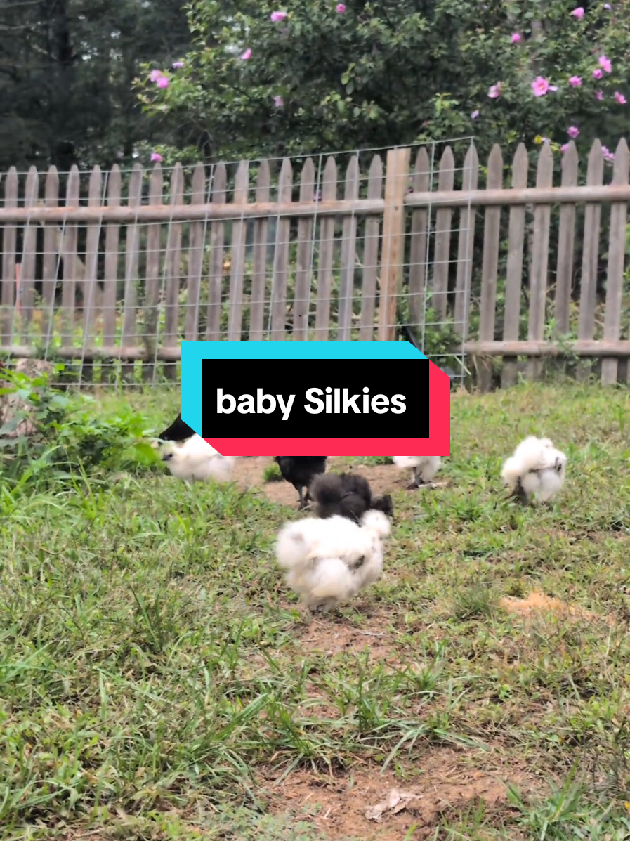 @Chickens & Bullies