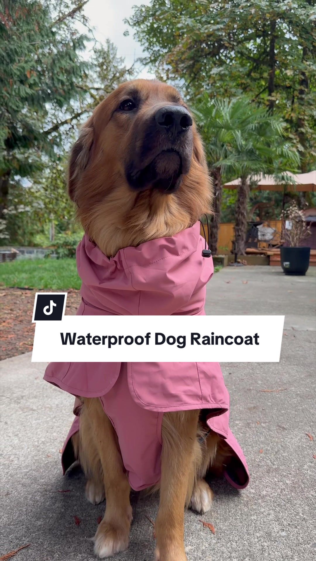 @lifewithgoldenshepherds