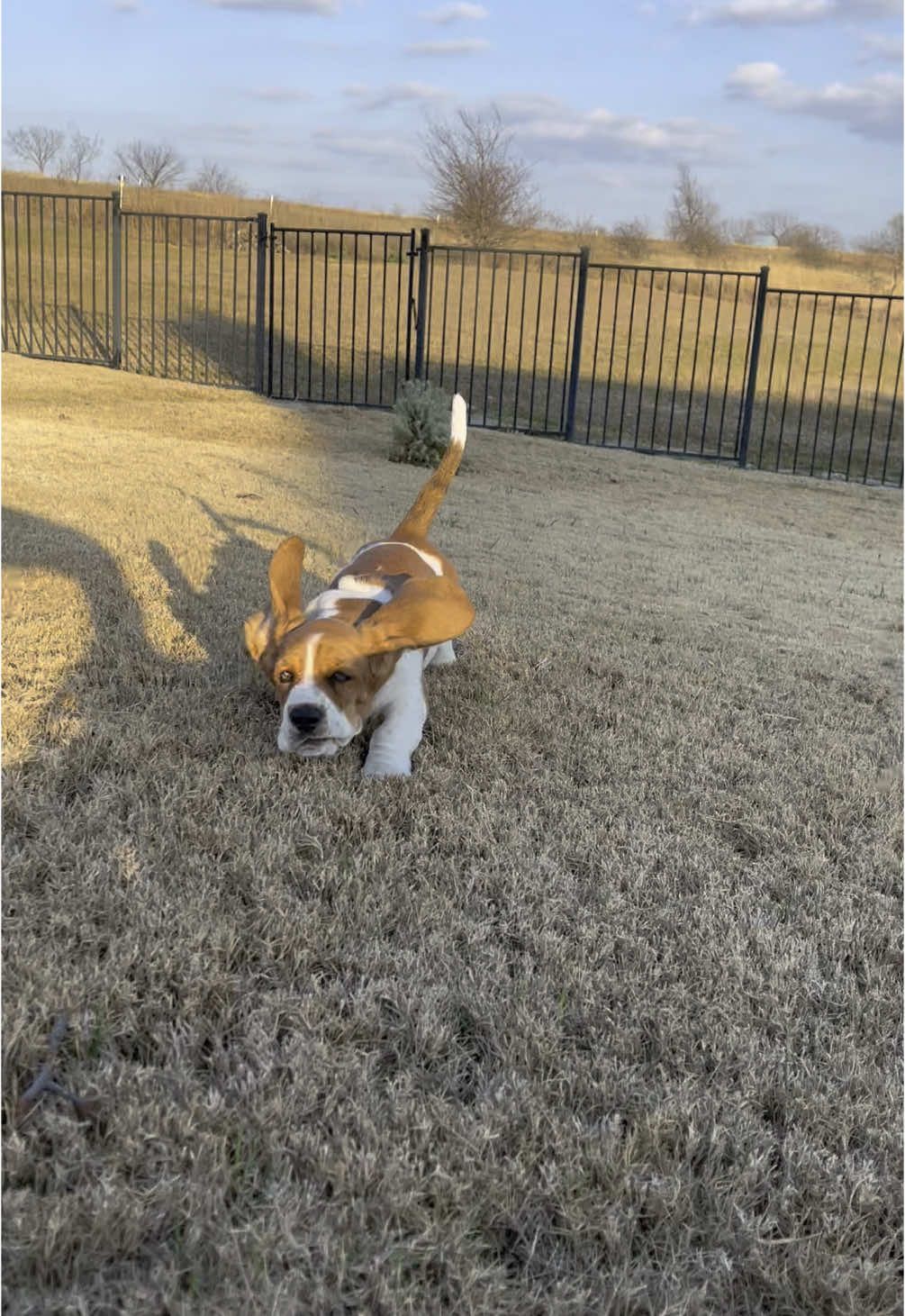 @Hudson & Rudy 🐾 Basset bros