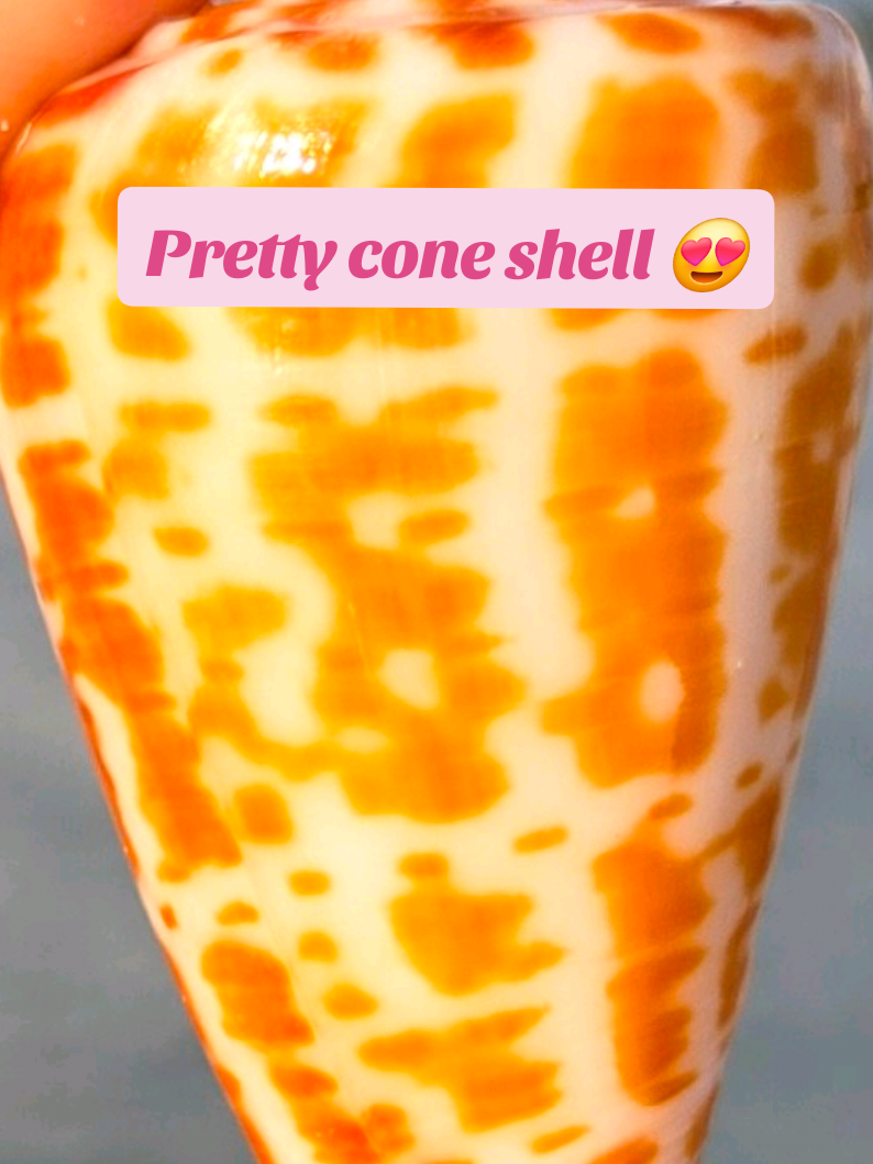 @The Seashell Mermaid 🐚