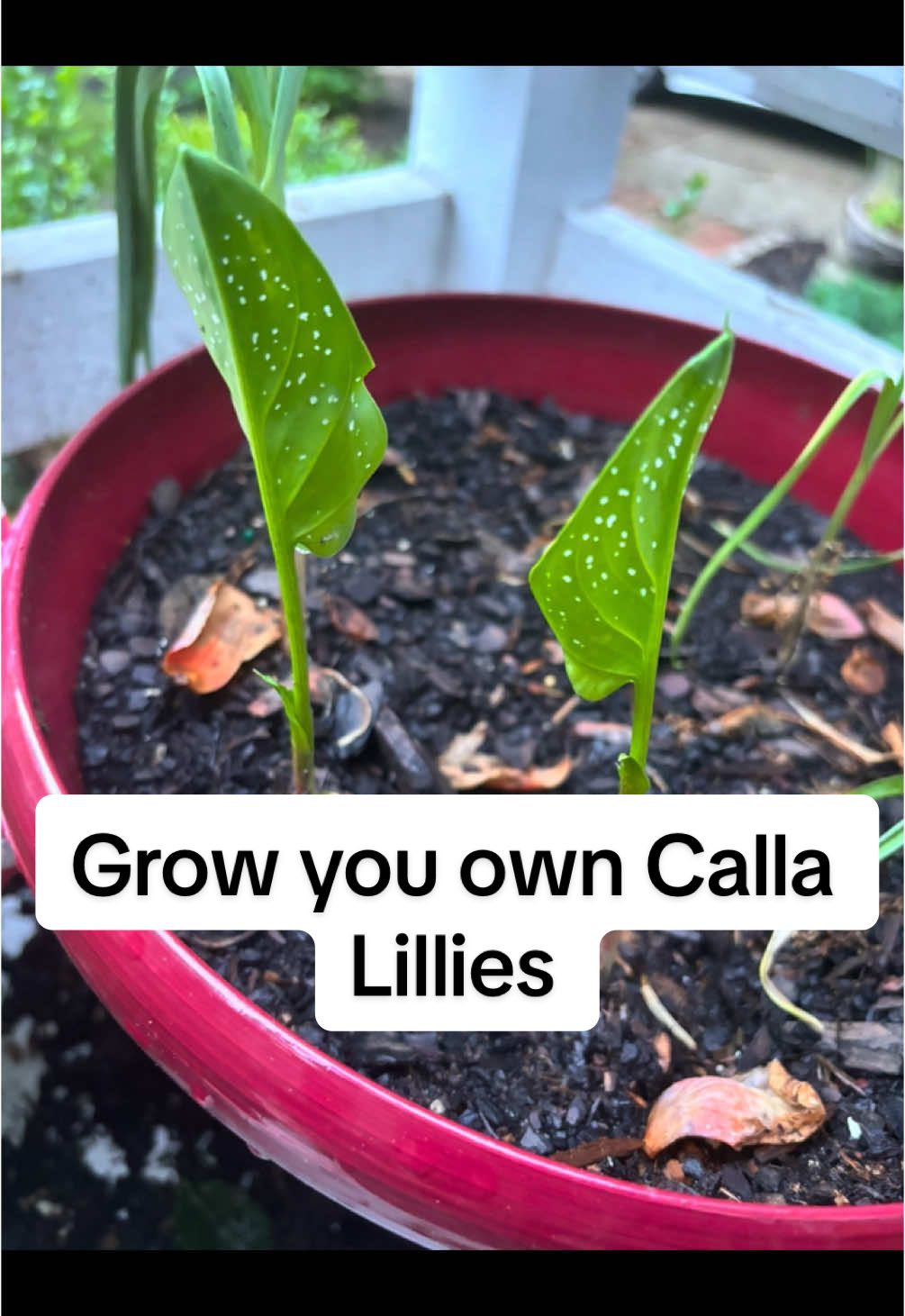 @greengirlgardens