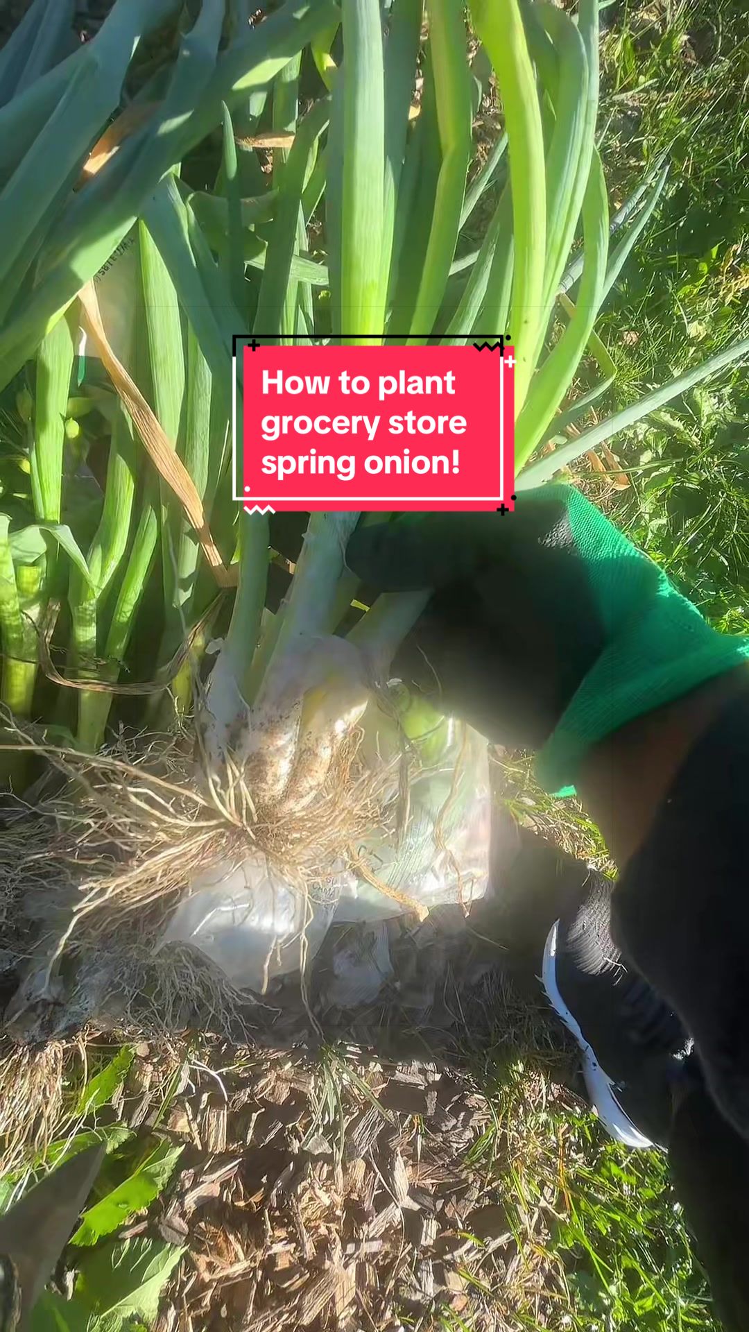 @greengirlgardens