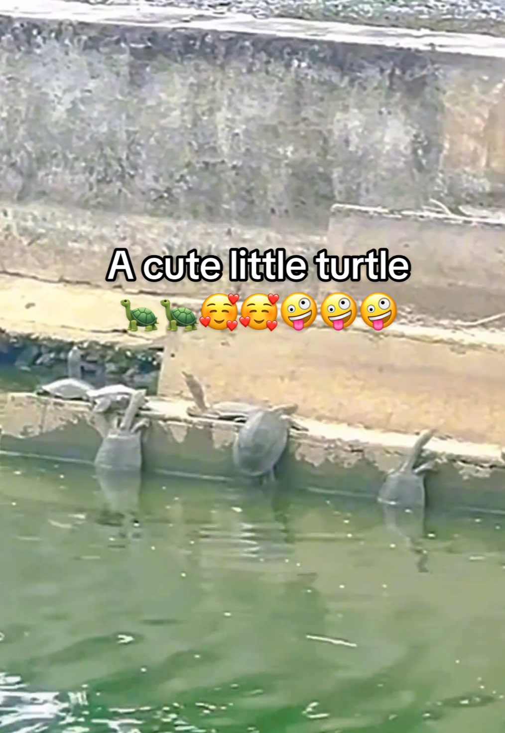 @Mr. Turtle