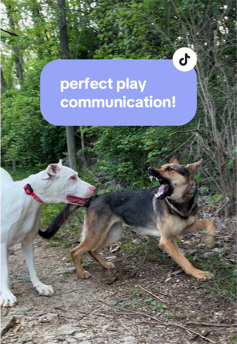 @Kay and Kipper 🐕
