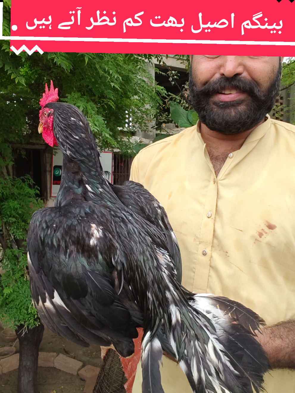 @faizan aseel farm 786