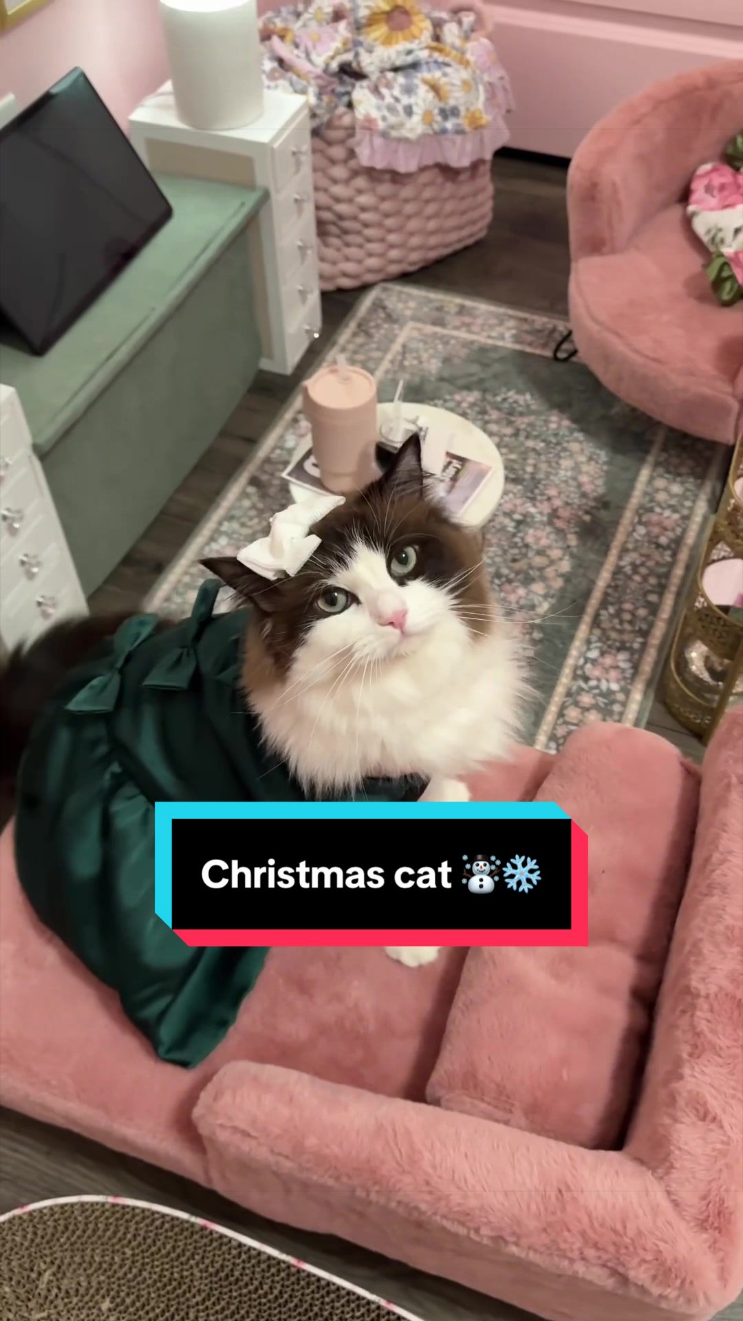 @Meredith Ragdoll Cat
