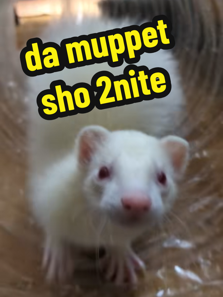 @Chaos Critters
