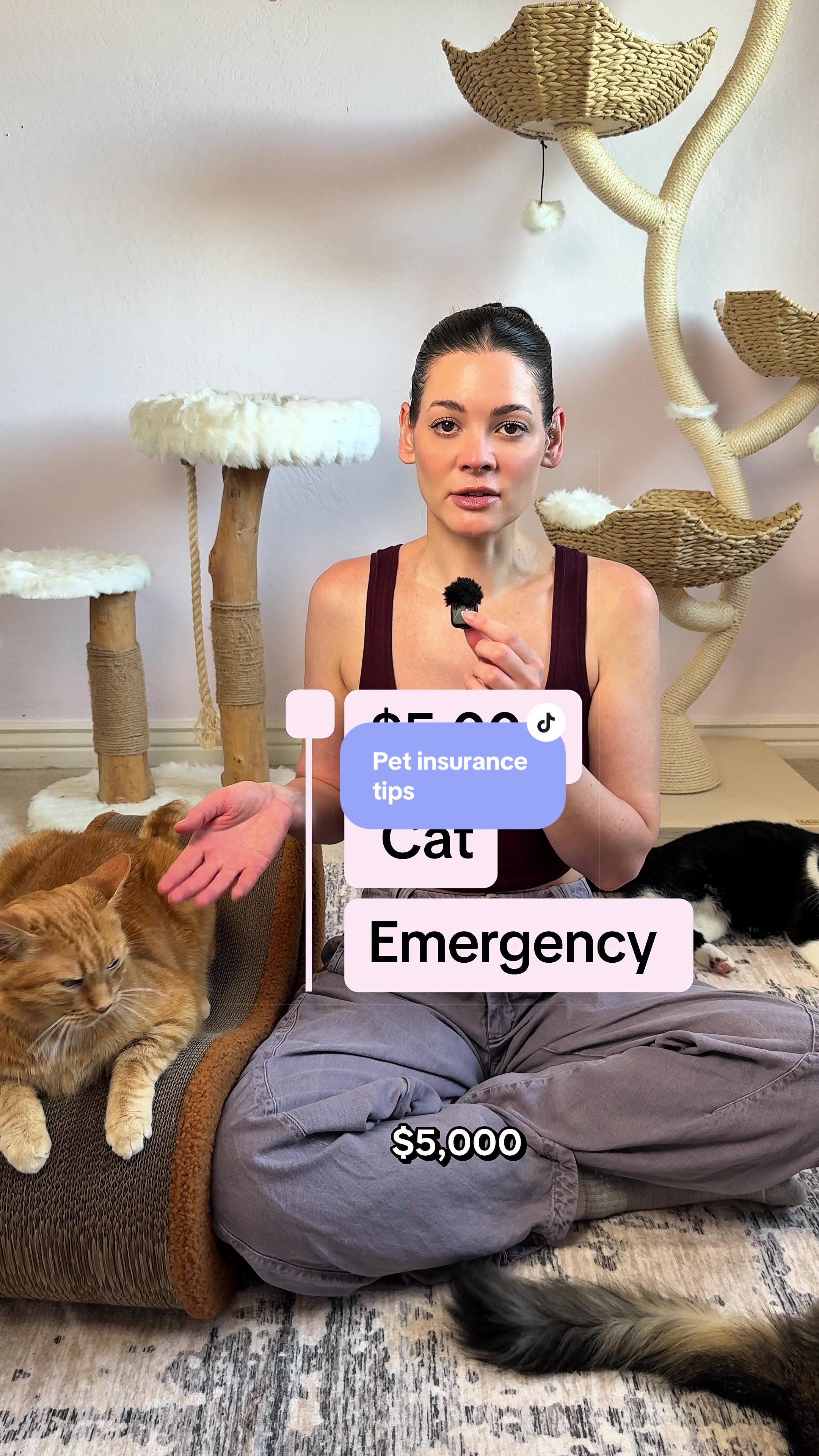 @Feminist Kitty | Cat Nutrition
