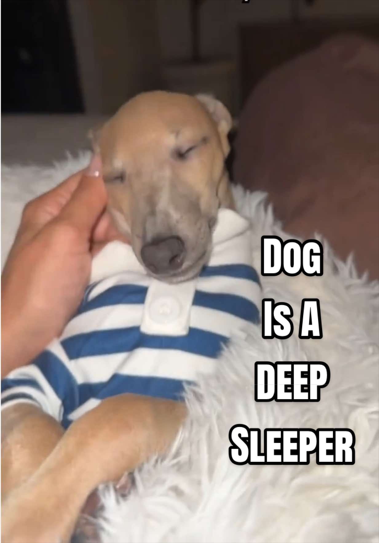 @The Pet Collective