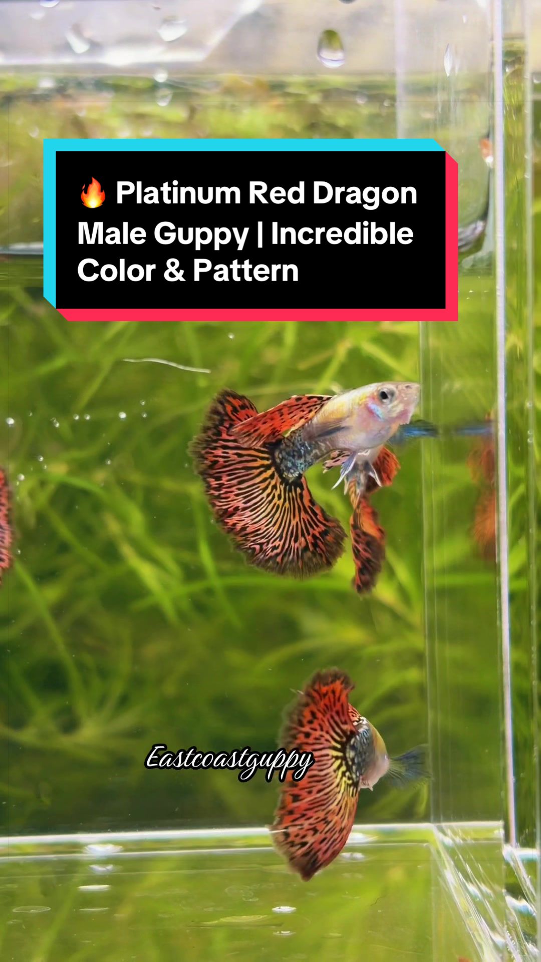 @eastcoastguppy