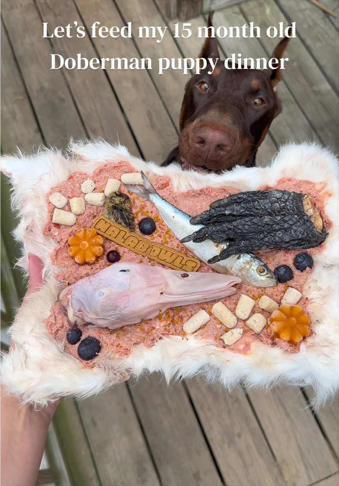 @Nala the Doberman