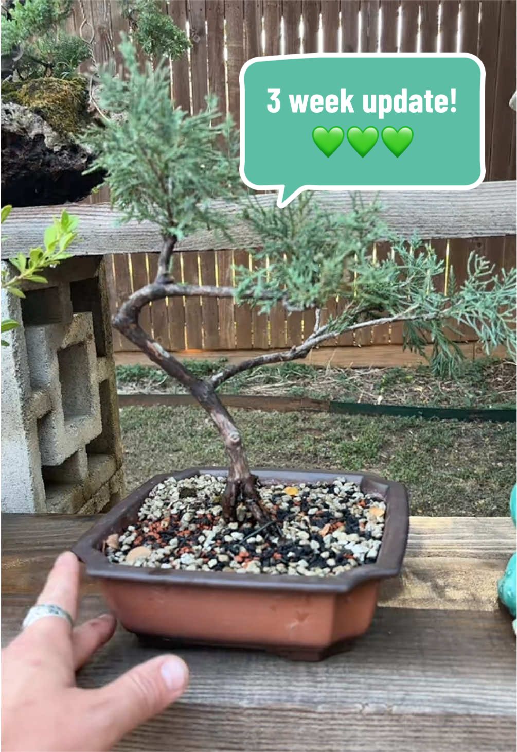 @bonsai_loveyou