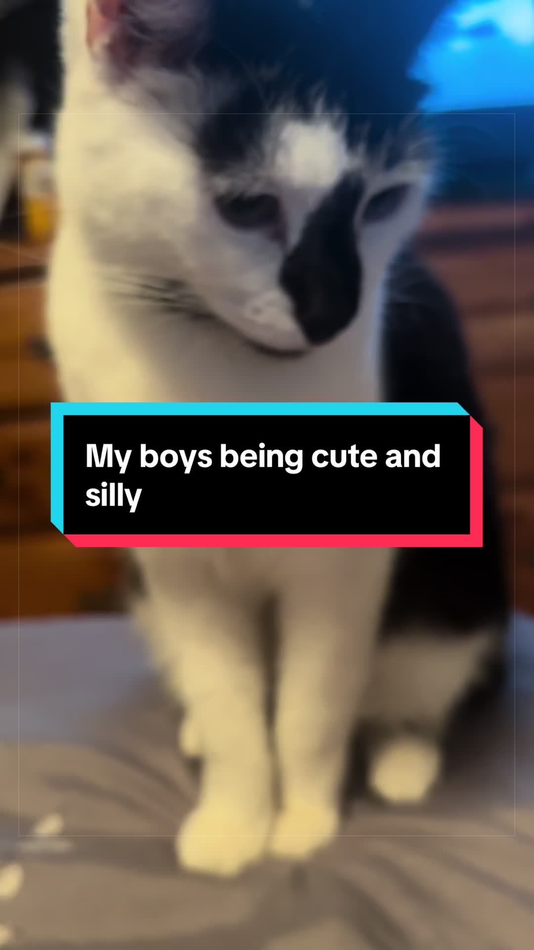 @catlover313official