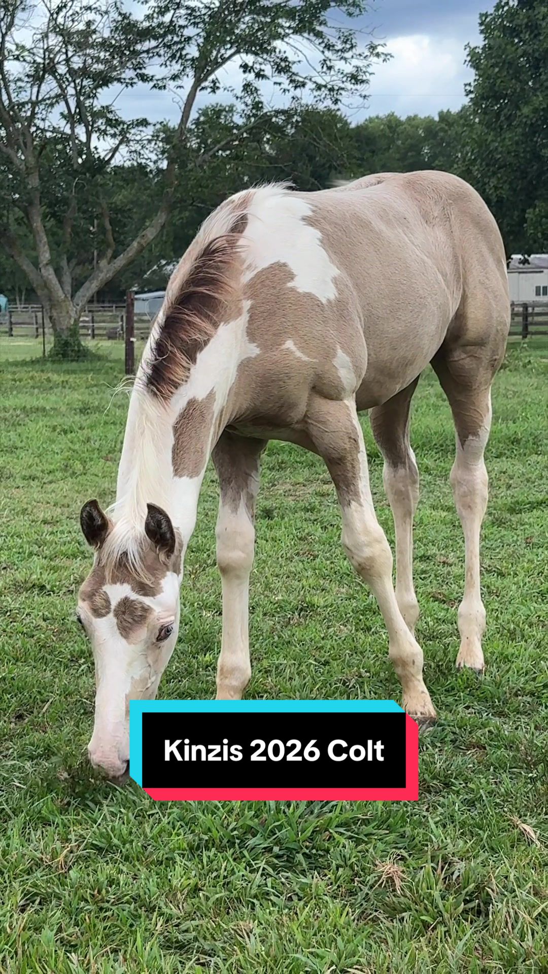 @ThePaintedAcresRanch
