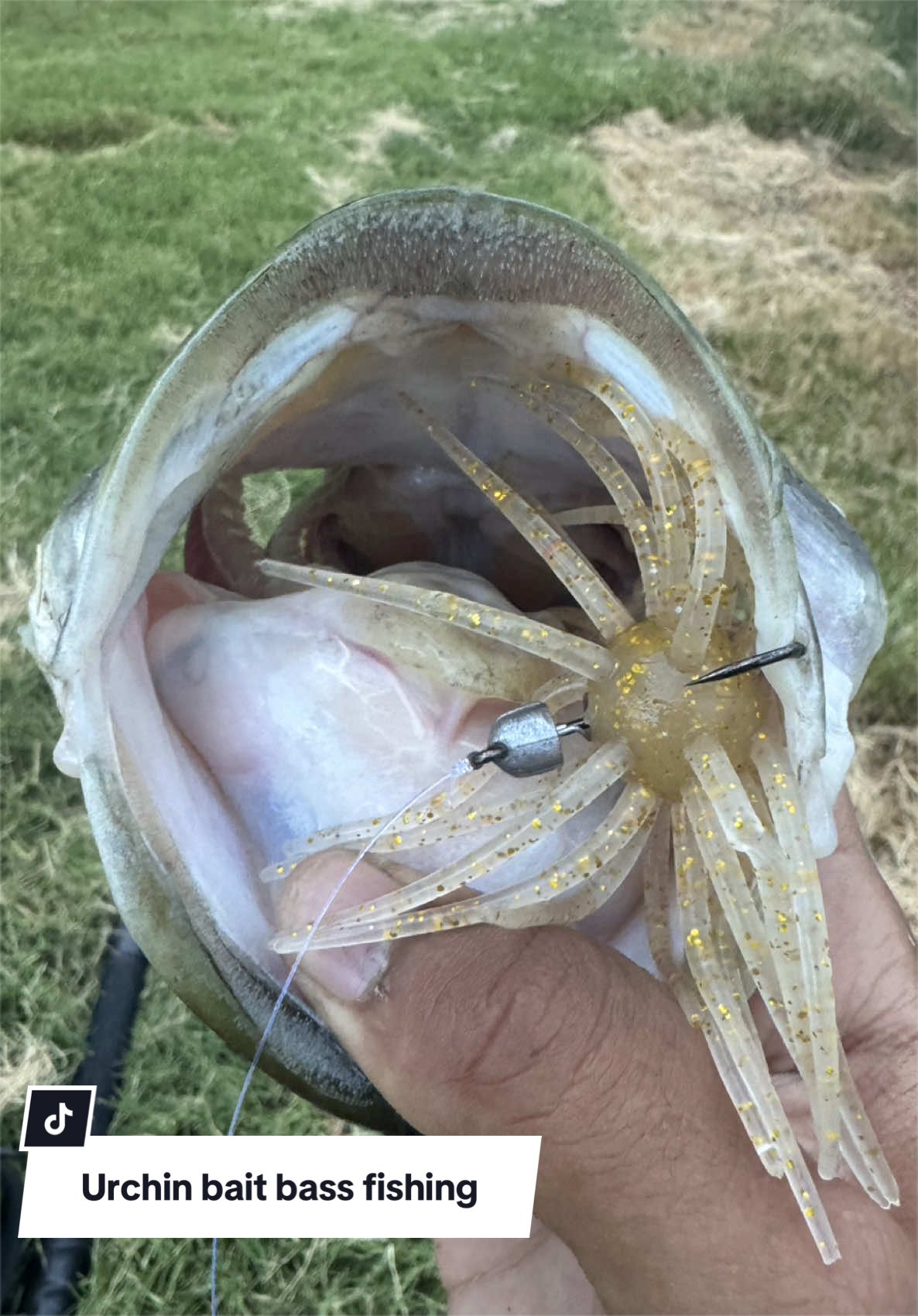 @Lunkerhunter🪵