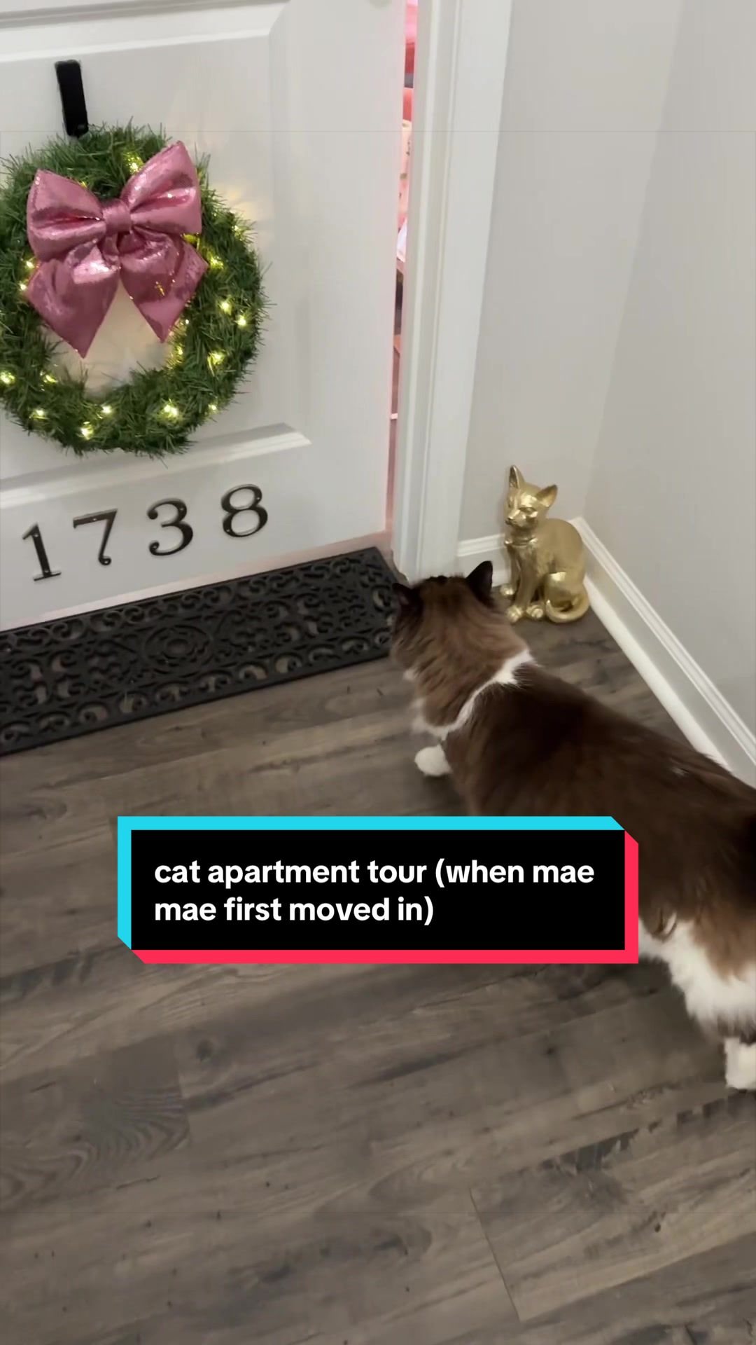 @Meredith Ragdoll Cat