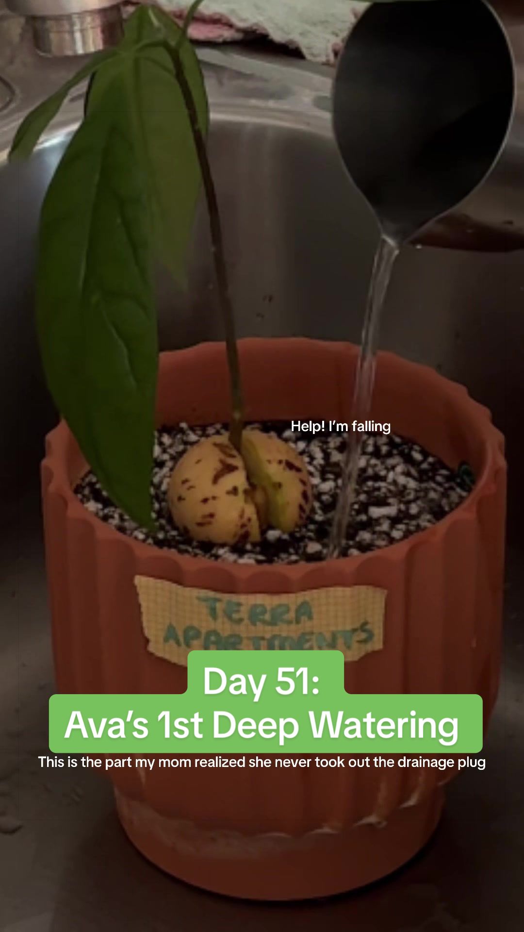 @Niki - Ava’s Mom 🥑🌱