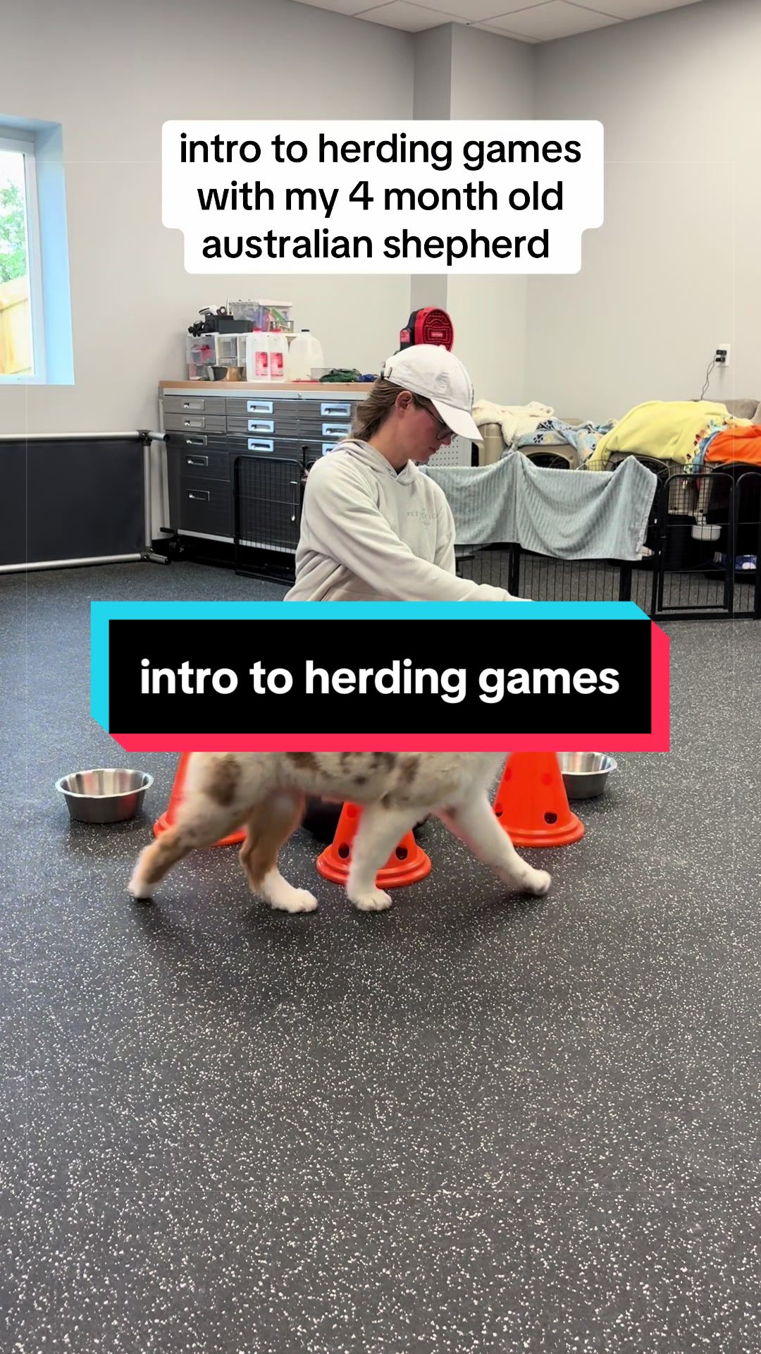 @Beck | Kentucky Dog Trainer