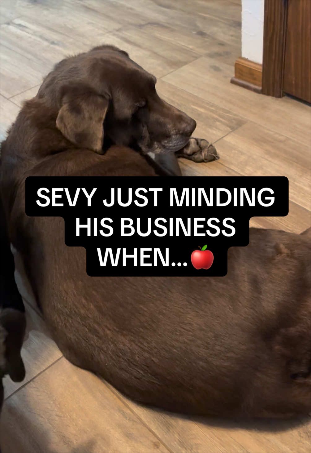 @Sevy and Gus 🐾