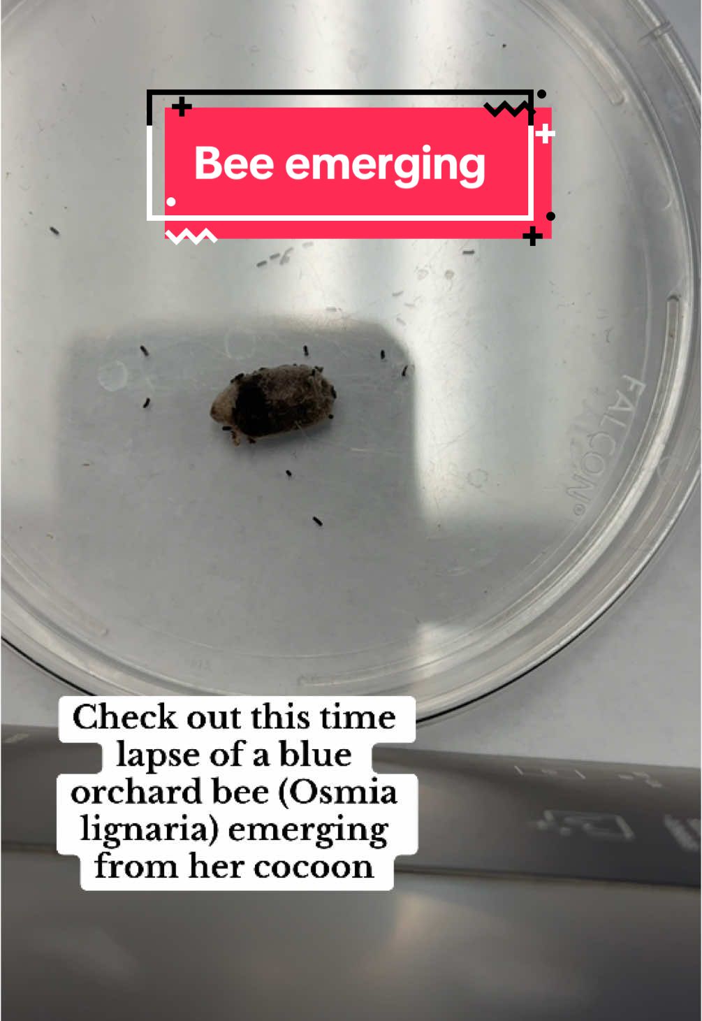 @Entomology Abby