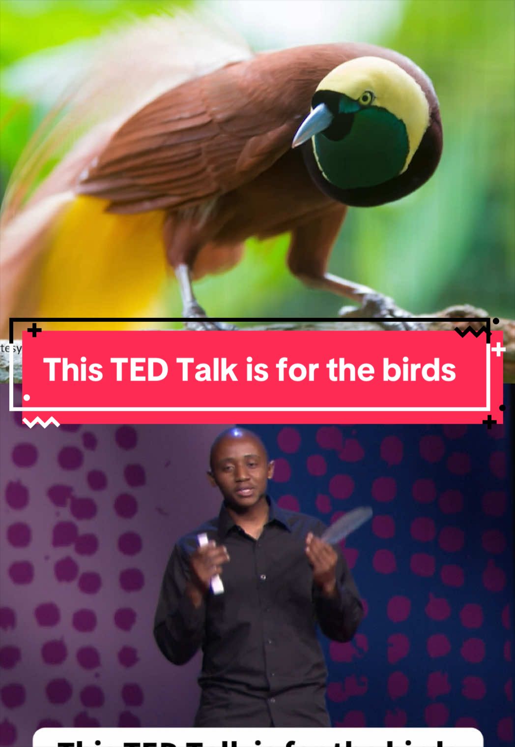 @TED Talks
